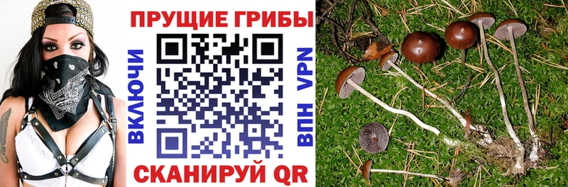 закладка  Опочка  Псилоцибиновые грибы MAGIC MUSHROOMS 